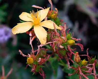 Hypericum flores