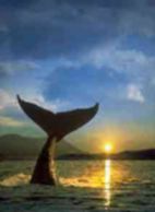 Ballenas en la Bahia de Sambaná