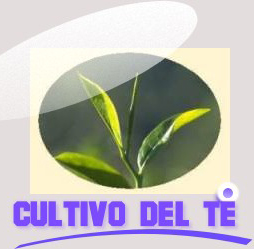 Logo cultivo del t&eacute;
