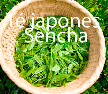 Té japones Sencha