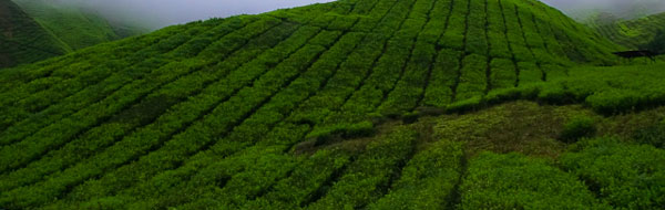 Los verdes campos de té