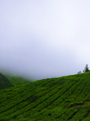 Plantación de té en la montaña