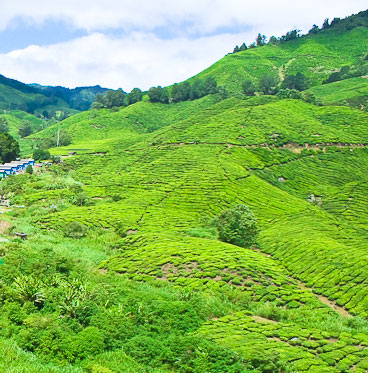 Plantaciones de té en el monte