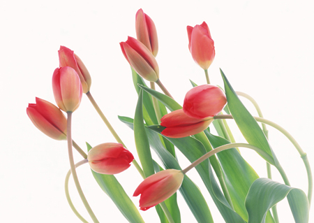 Flores para colorear