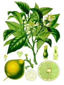 Planta de Bergamota