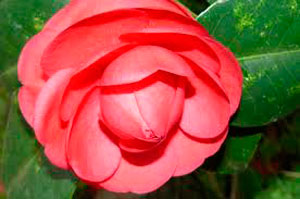Camelia variedades