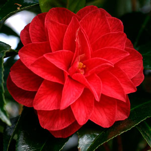 Camelia variedades