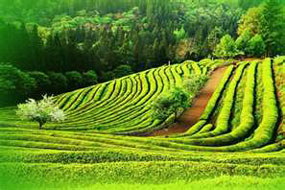 Campos de té