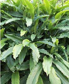 Cardamomo planta