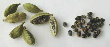 Semillas de Cardamomo