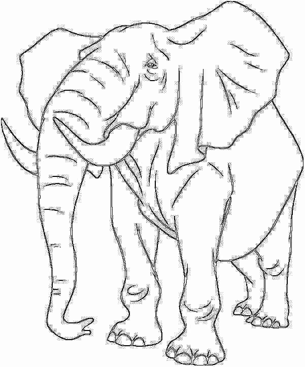 Elefante el animal más grande de la selva