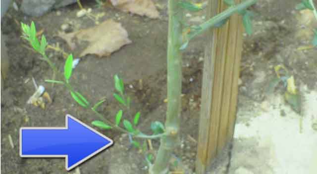 Chupón de olivo joven en parte baja del tallo