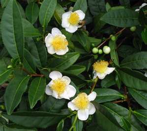 Camelia Sinensis, flores