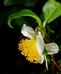 Flor de Camelia Sinensis, el arbol del té