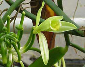 flor de vainilla