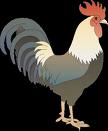 El gallo kikiriki