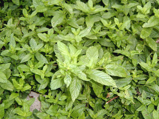 Hierbabuena