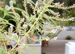 Pulsa para agrandar imagen de Flores Hierbaluisa