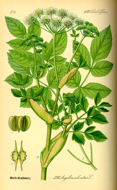 Ilustración de Angélica