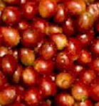 lasrecetas.net granos de cafe