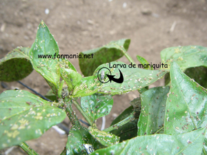 Larva de mariquita