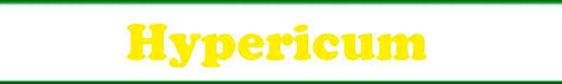 Logo Hypericum perforatum