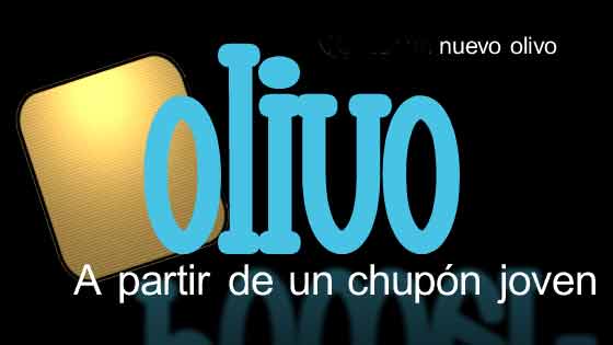 Logoolivo
