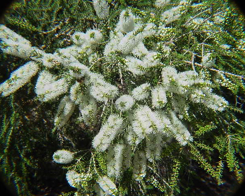 Melaleuca