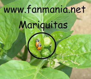 Mariquitas