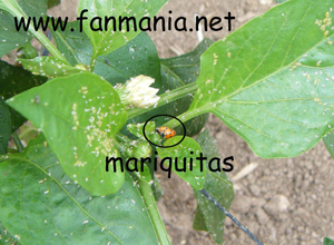 Mariquita