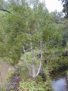 Malaleuca