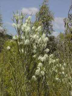 Melaleuca