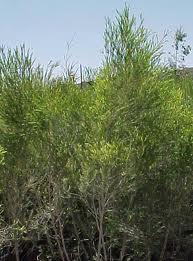 Melaleuca