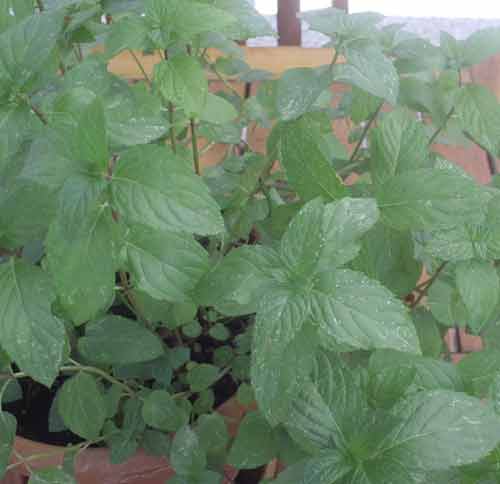 Menta piperita