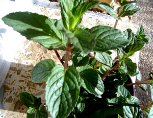 Menta