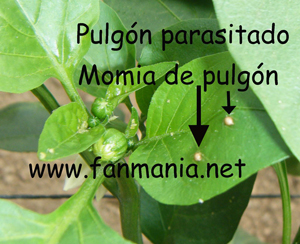 Mopmia del pulgn