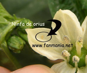 nINFA DE 0RIUS