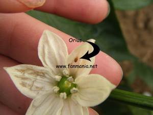 Orius