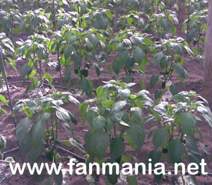Pimiento