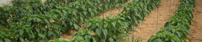 Pimiento