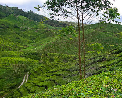 Plantación de té