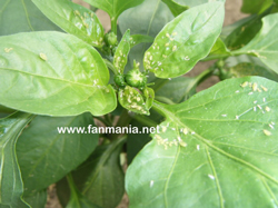 Planta afectada de pulgn