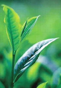 Planta del té