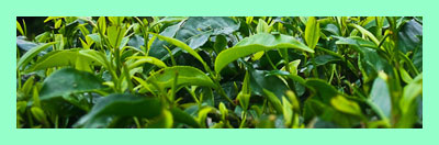Plantas de té