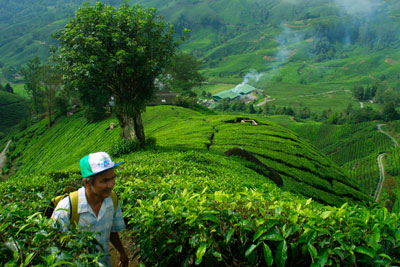 Recolección de té