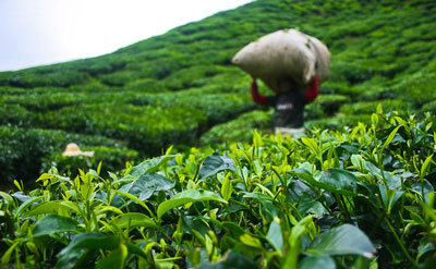 Recolección de té