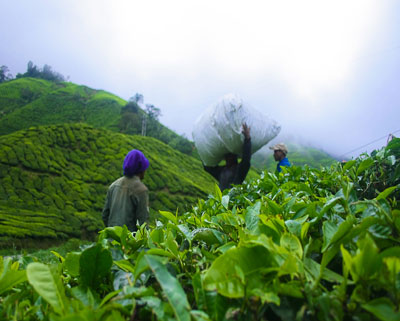 Recolección de té