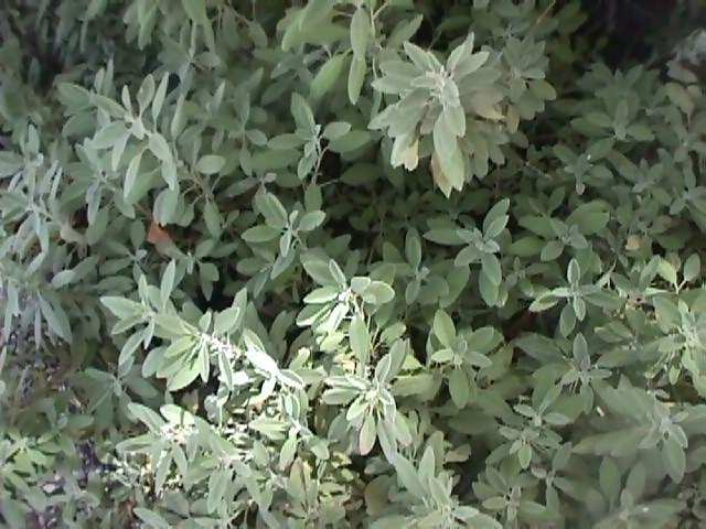 Salvia