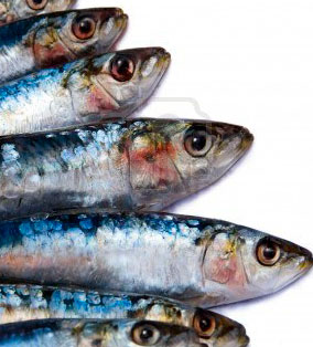 Sardinas ricas en Omega 3