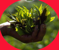 Hojas de t&eacute;